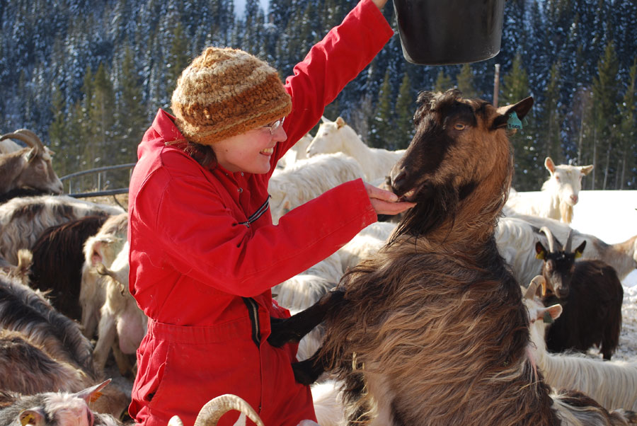 The goats and Maja get along well. (Photo: Karen Bleken/OAM).